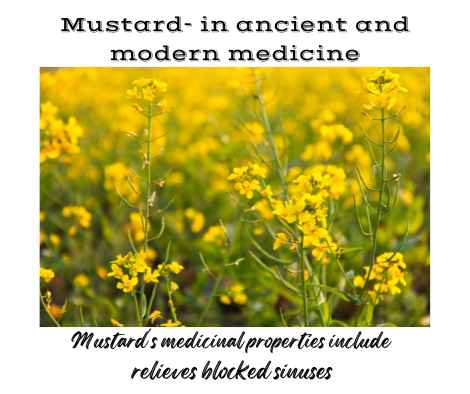 Mustard ancient and modern medicinal properties include relieving blocked sinuses
