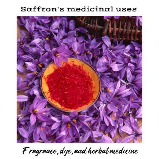 Saffron medicinal uses includes- menstrual cycle dysfunction control, etc.