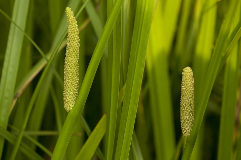 Calamus Healing Properties At Margurite Stokes Blog Calamus Healing Properties At Margurite Stokes Blog