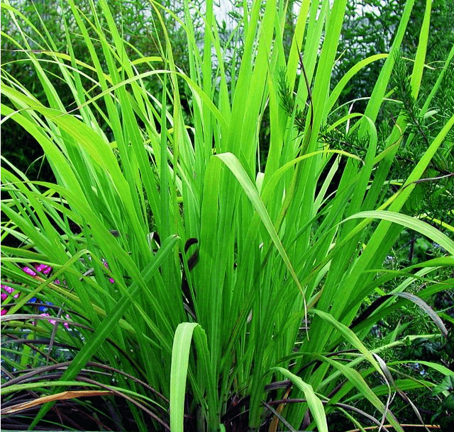 Palmarosa grass oil is used in incense, aromatherapy and herbal medicine.