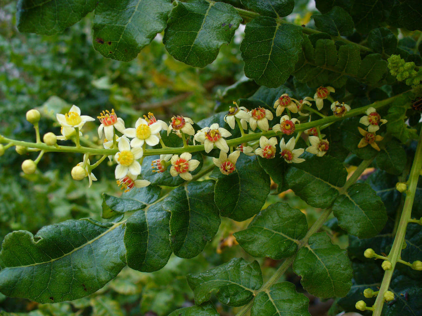 Boswellia sacra yields the most prized Oman frankincense
