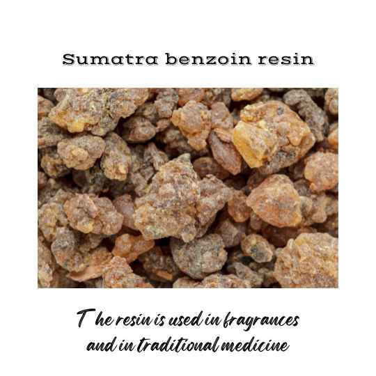 Sumatra benzoin is used in fragrance and traditional medicine.