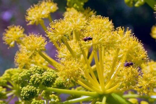 Galbanum plant used as incense and medicina in Biblical times
