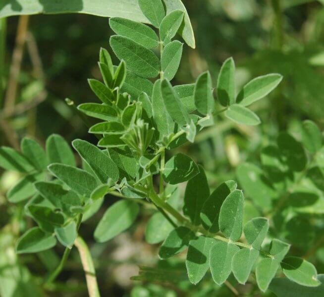 Astragalus membranaceus common name milk vetch is a medicinal plant used in TCM for treating cancer.