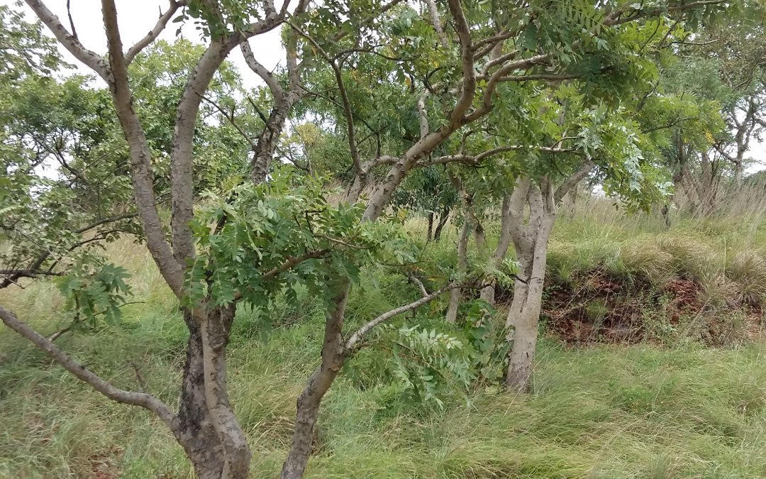 Boswellia serrata is the Indian Frankincense tree