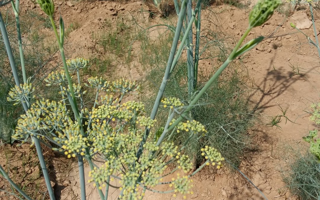 Fennel herb is used in food and medicine.