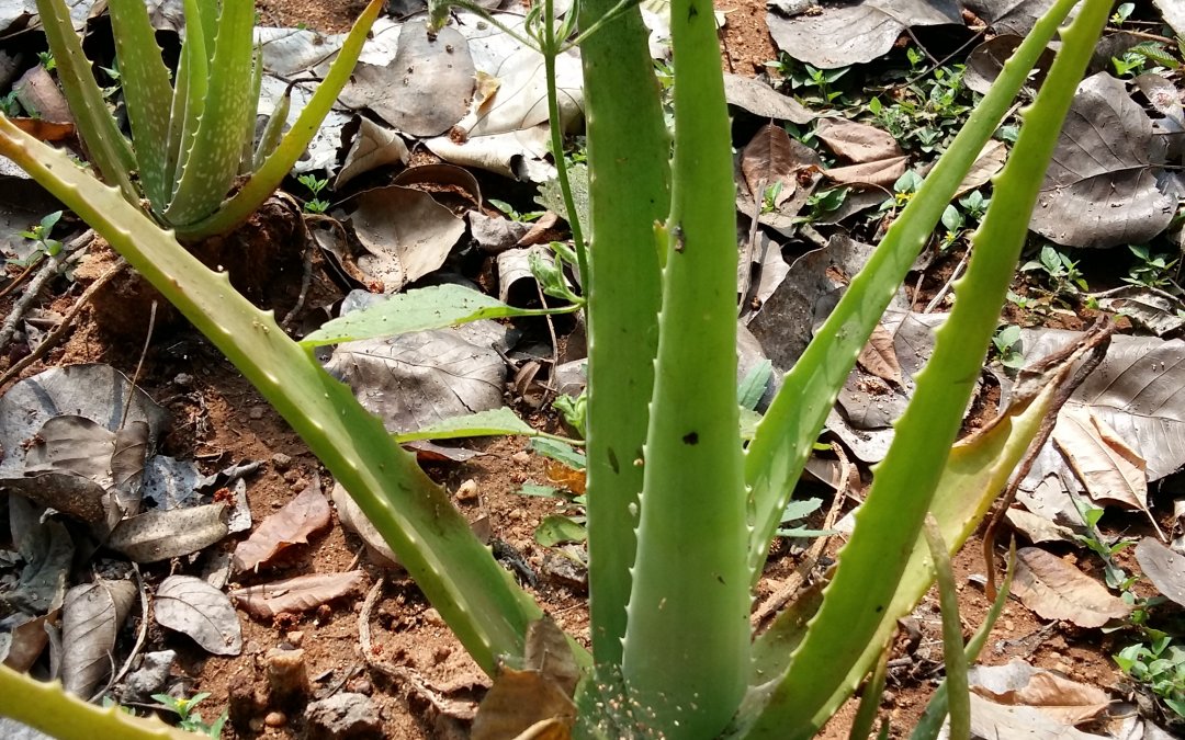 Aloe vera plant. Its gel is used in natural skincare cosmetics products and medicine.