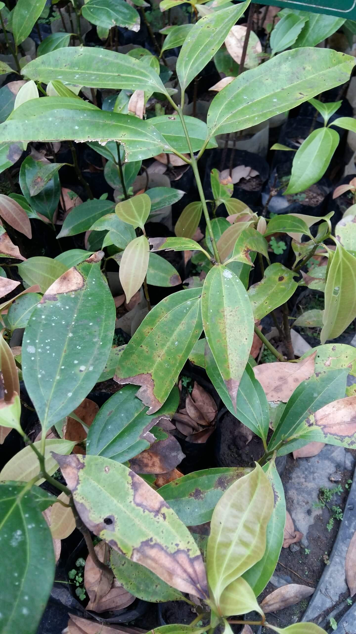 How can we identify cassia versus Ceylon cinnamon? SUDHIR AHLUWALIA