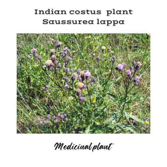 Indian costus plant-medicine properties