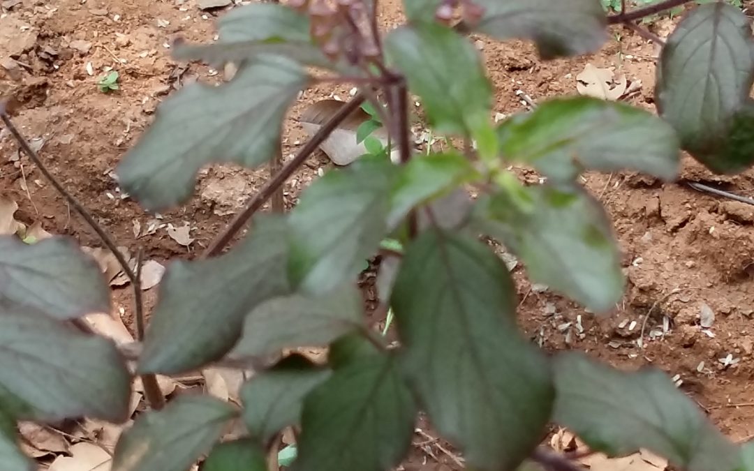 Holy basil plant sacred to Hindus and with medicinal properties.
