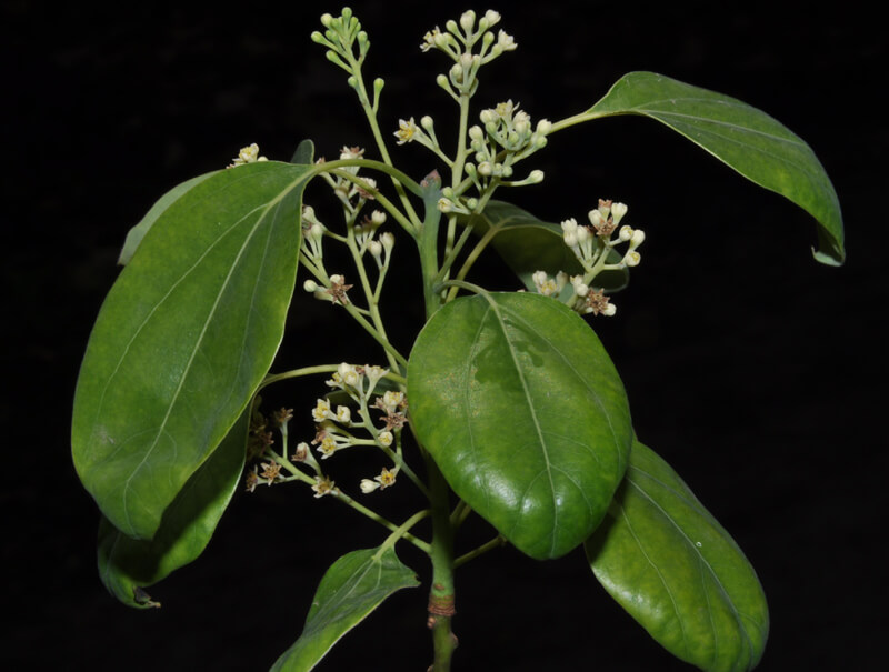 Camphor - a tree species used in incense and medicine.