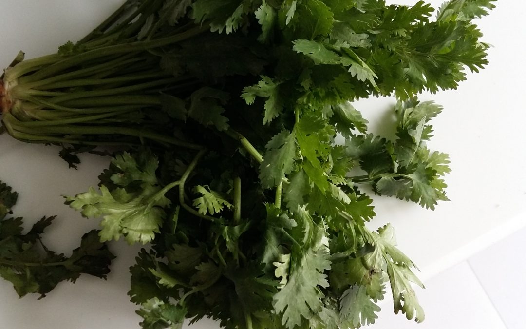 Coriander and cumin are two common culinary spices. Coriandrum sativum (coriander) belongs to the Apiaceae family.