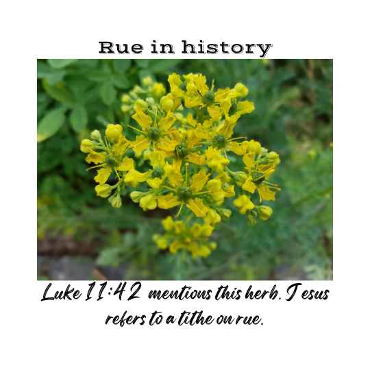 Luke 11.12 mentions this herb. Jesus refers to a tithe on rue.