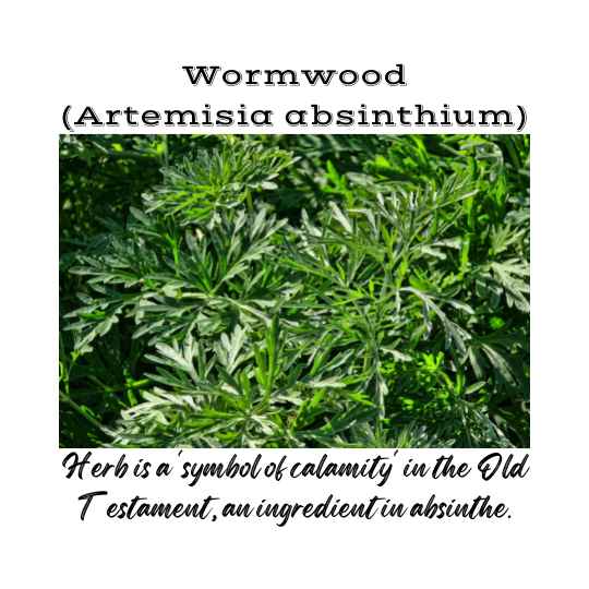 Wormwood is a 'symbol of calamity' in the Old Testament, a medicinal plant and an ingredient in absinthe.
