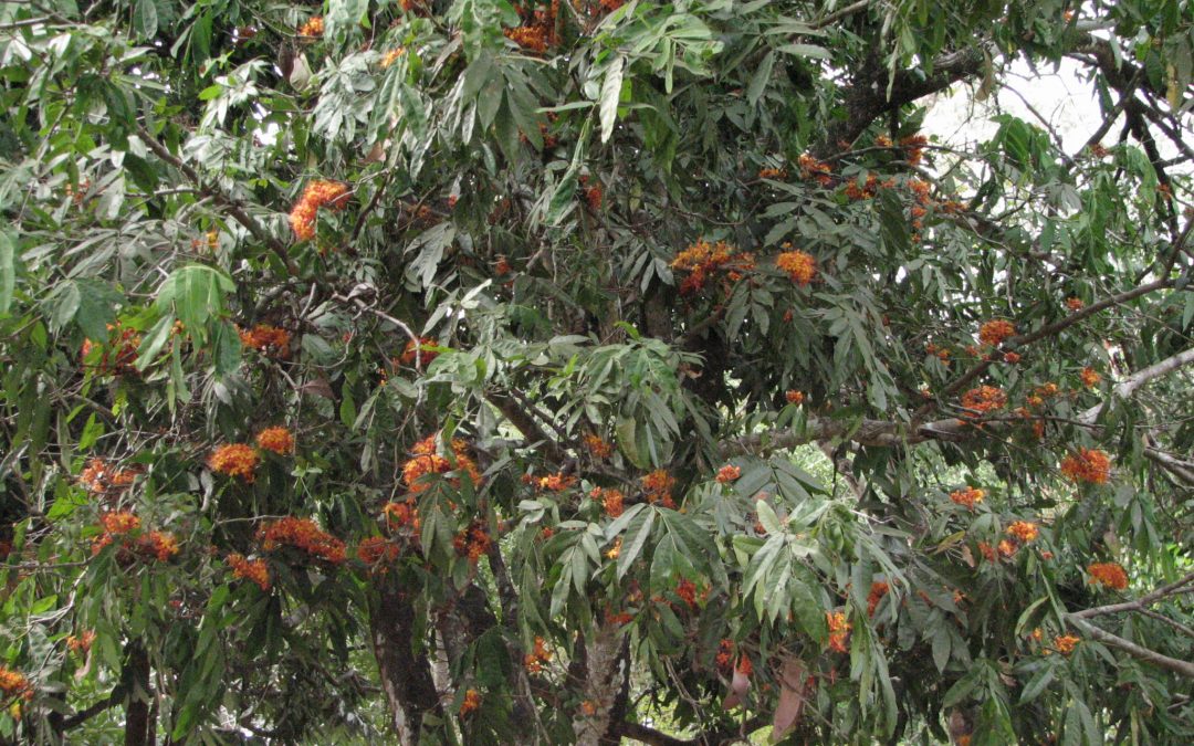 Sacred tree Ashoka has medicinal properties