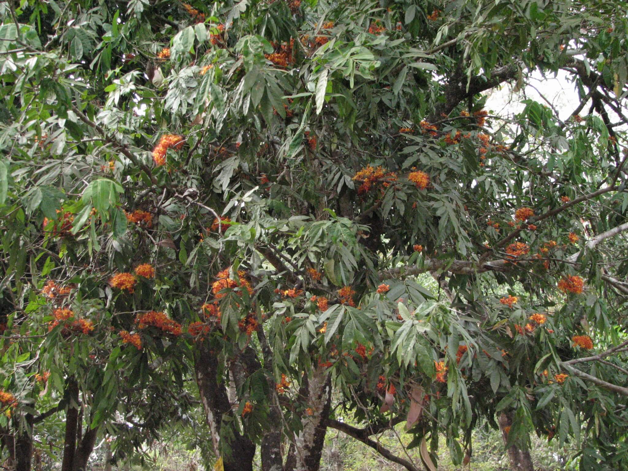 What is the relevance of a sacred tree like Ashoka (Saraca asoca