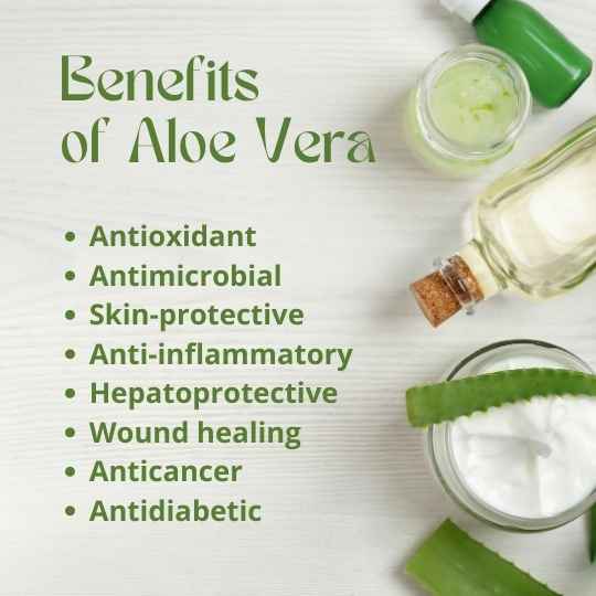 Aloe vera is used in skin care and herbal medicine