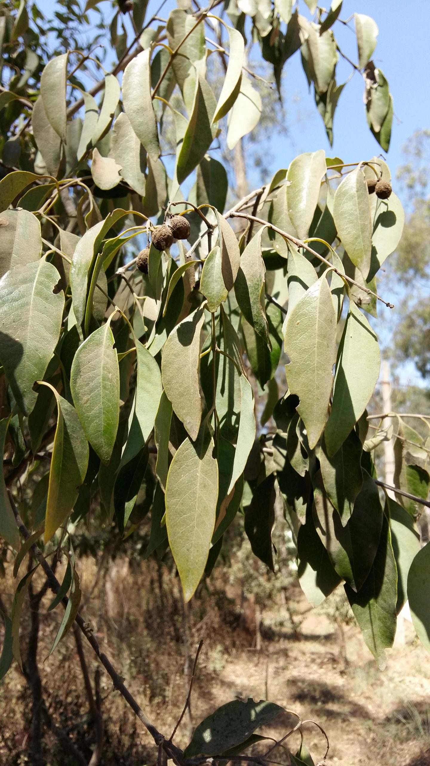 Medicinal properties of sandalwood oil Sudhirahluwalia, Inc