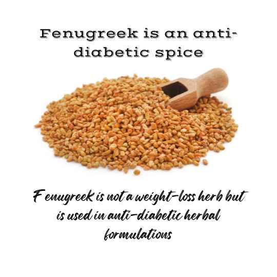 Fenugreek seeds are not used for weight loss but as anti-diabetic herbal medicine.