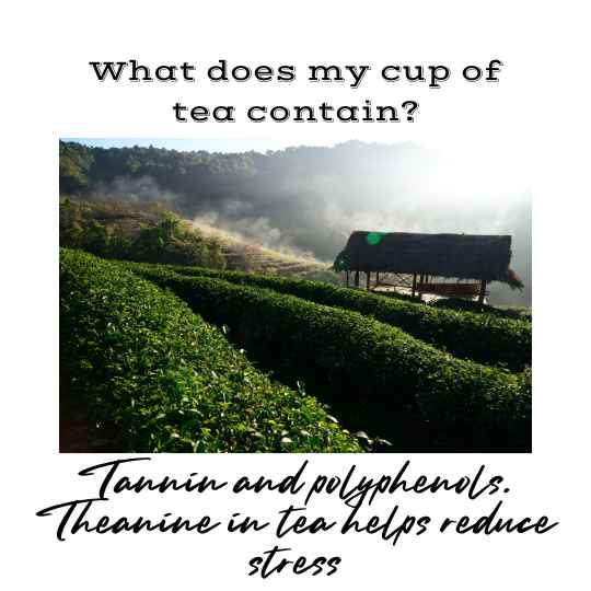 Tannins and polyphenols are principal constituents of tea. Theanine helps reduce stress.