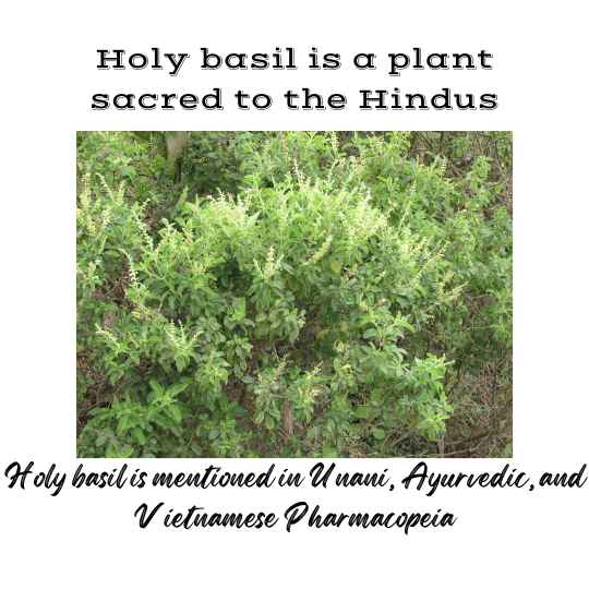 Holy basil medicinal plant is mentioned in Unani, Ayurvedic and Vietnamese Pharmacopeia.