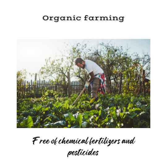 Why is food production lower in organic farms?