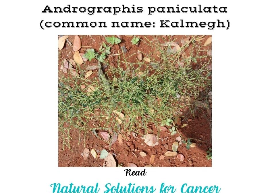 Andrographis paniculata common name Kalmegh is a medicinal plant with anticancer property