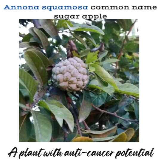 Anticancer: Medicinal plants with anticancer properties