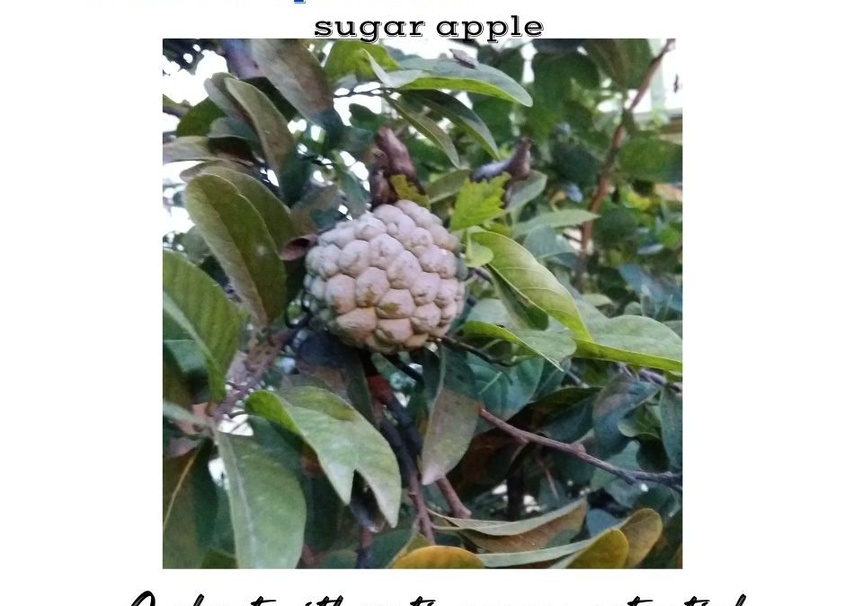 Annona spp contain alkaloids with anticancer medicinal properties