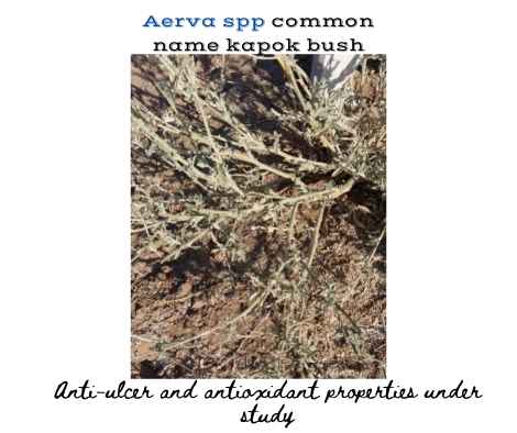 Aerva spp common name kapok bush is a desert plant with anti-ulcer potential