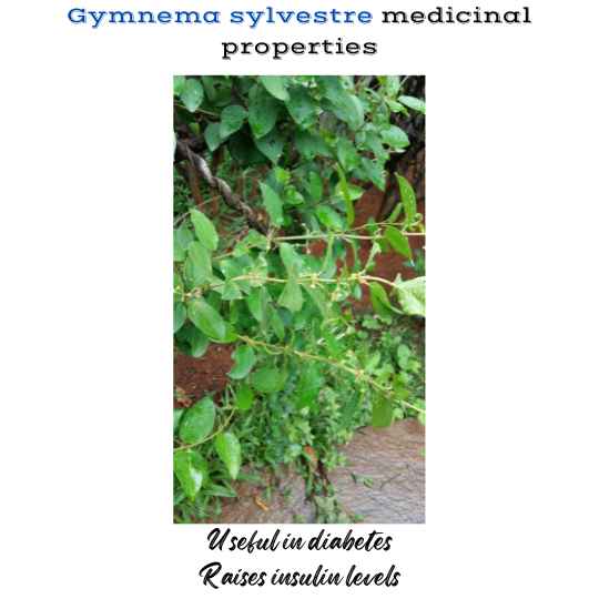 Gymnema sylvestre medicinal properties include its ability to raise insulin levels