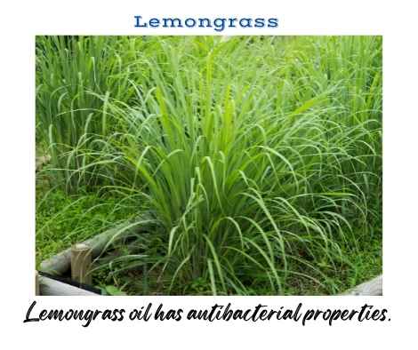 Lemongrass oil has antibacterial and analgesic medicinal properties